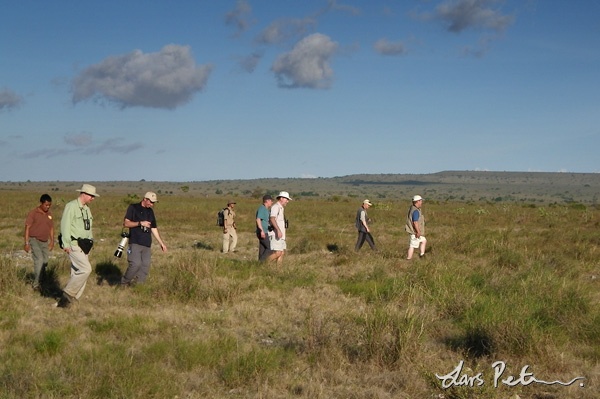 Searching for Sumba Buttonquails